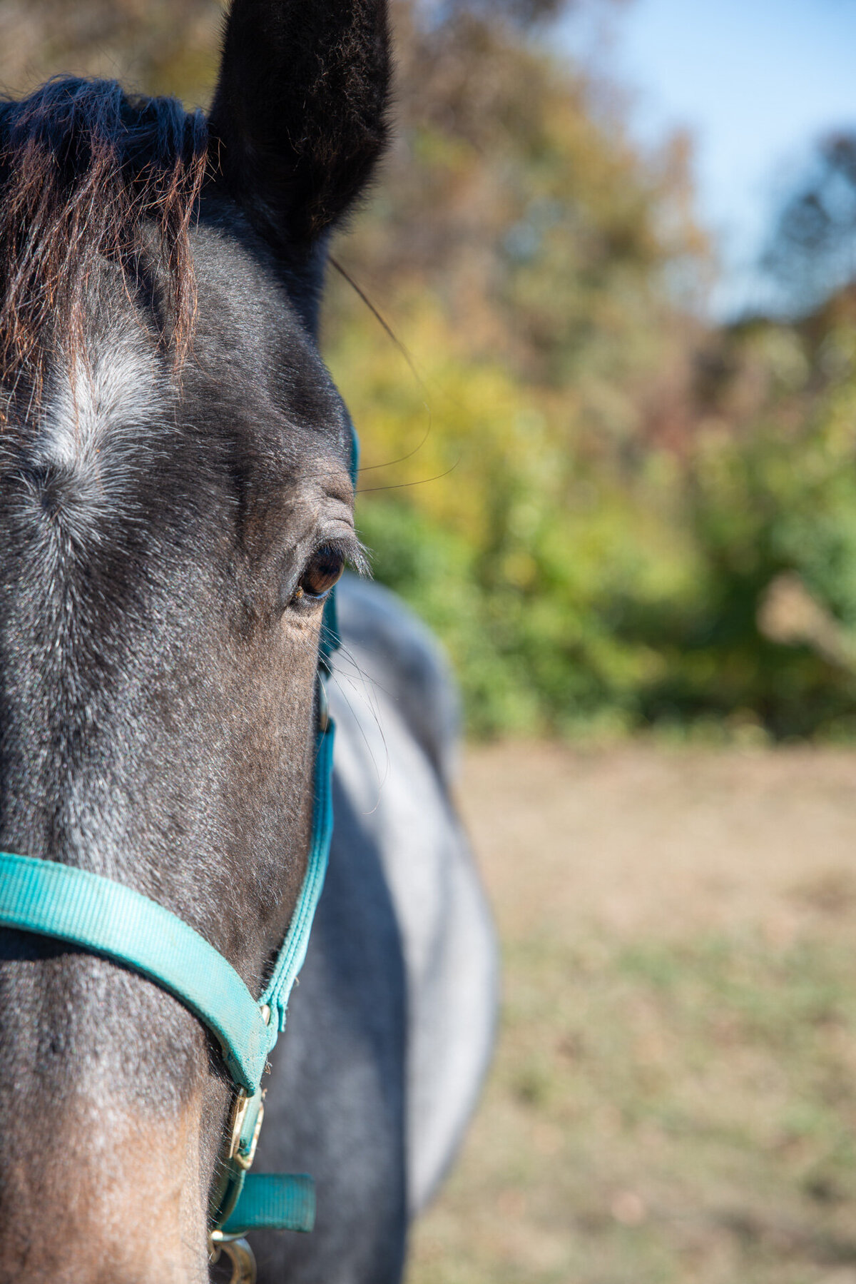 st louis animal portrait photographer, pet photos