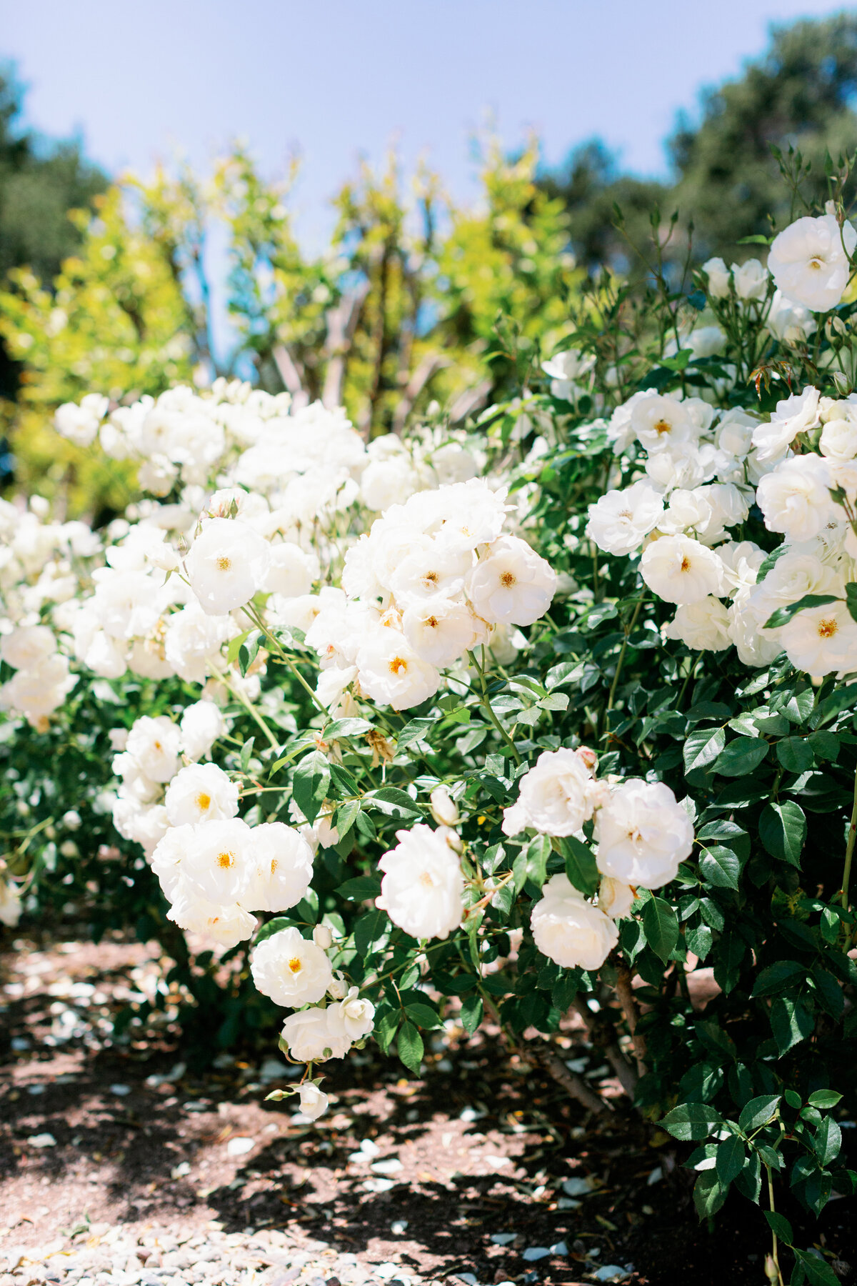 Holman_Ranch_Wedding_Carmel_CA_Jen_Rodriguez_010