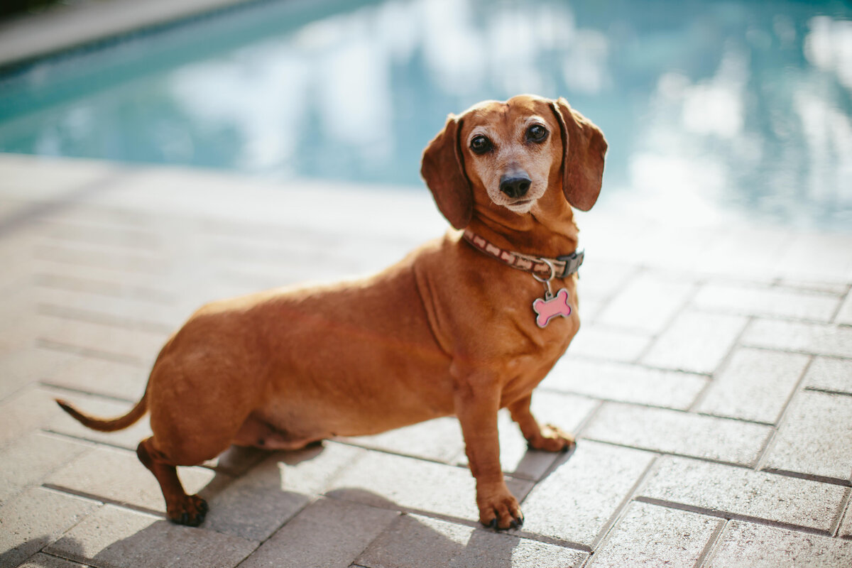 south-florida-pet-photographer-dog-steph-lynn-photo-5