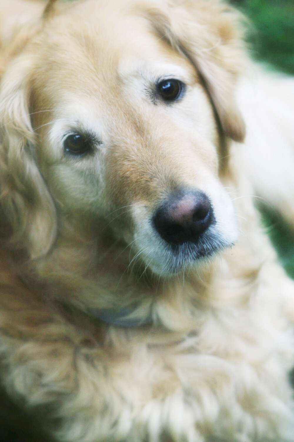 Golden-Retriever-professional-outdoor-pet-photography-Ponte-Vedra-Beach.jpg.