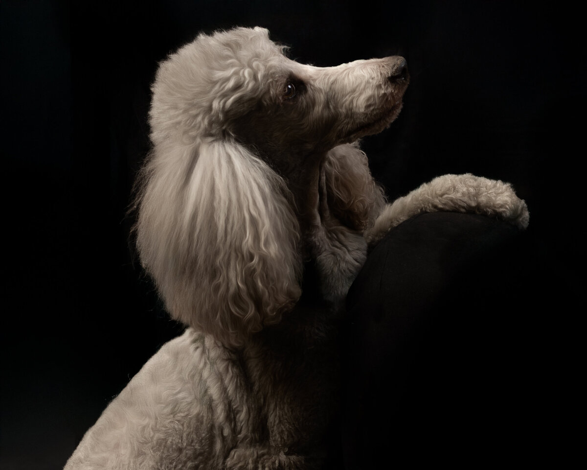 seattle-pet-photographer