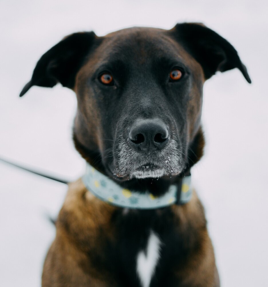 A closeup of a large dog with a blue collar
