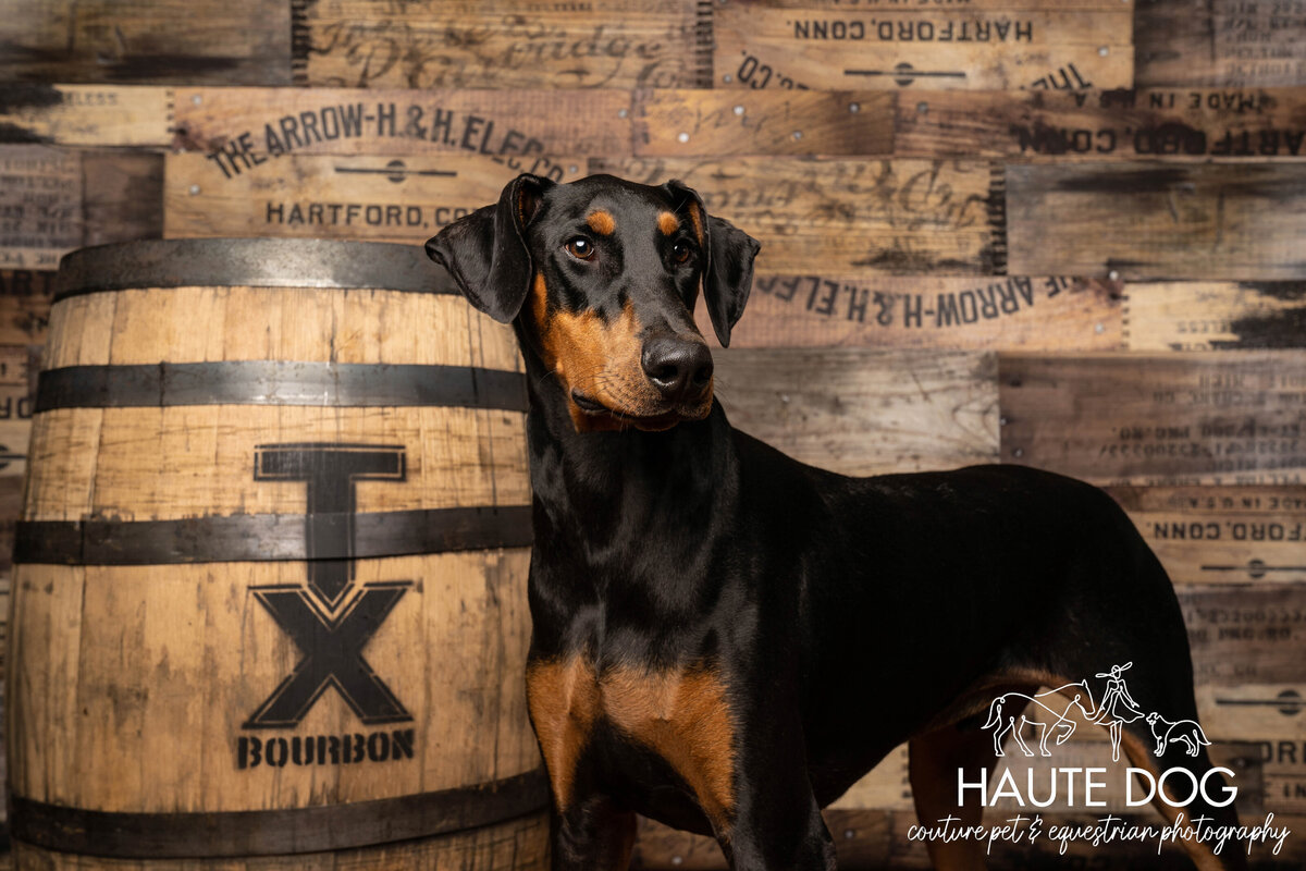 Close up of a Doberman standing tall and looking to the side in front of a bourbon whiskey barrel and wood crate background.