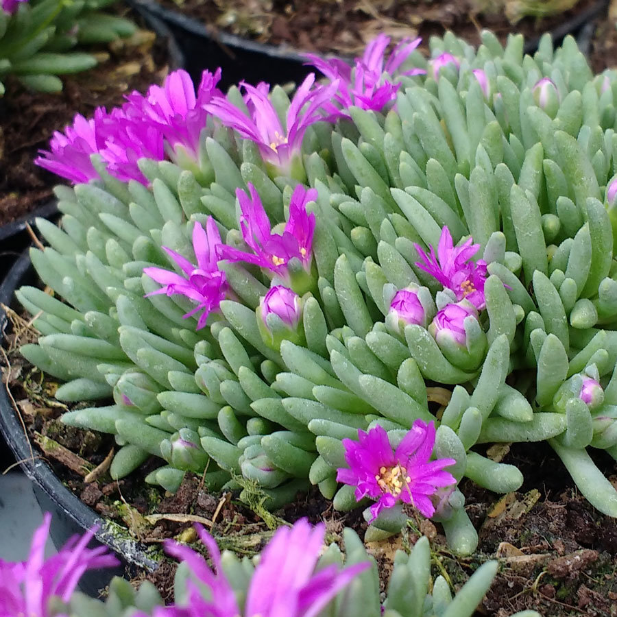 delosperma-sphalmanthoides-3