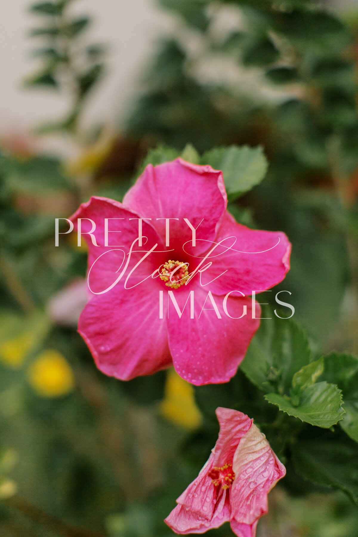 Pretty Stock Images - Hawaii-25