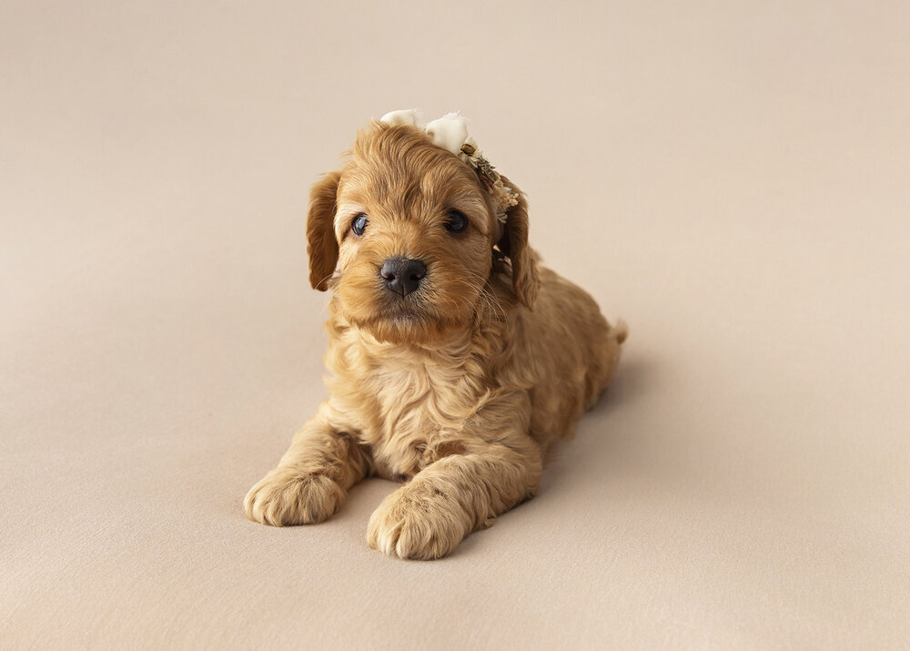 PETS_PUPPYCAVOODLEGOLDENGIRL