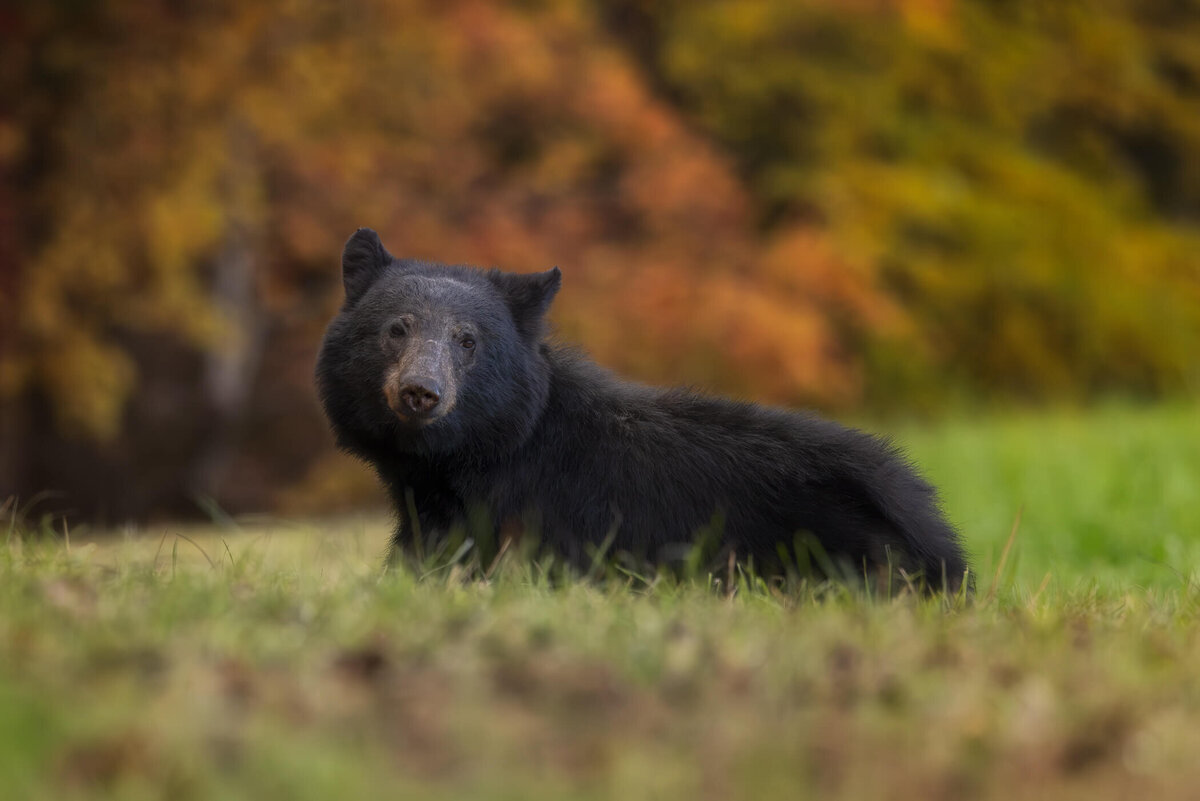TN-Great-Smoky-Mountains-Nationla-Park-Landscape-Nature-Photography-Chrissy-Donadi-Autumn-Black-Bear