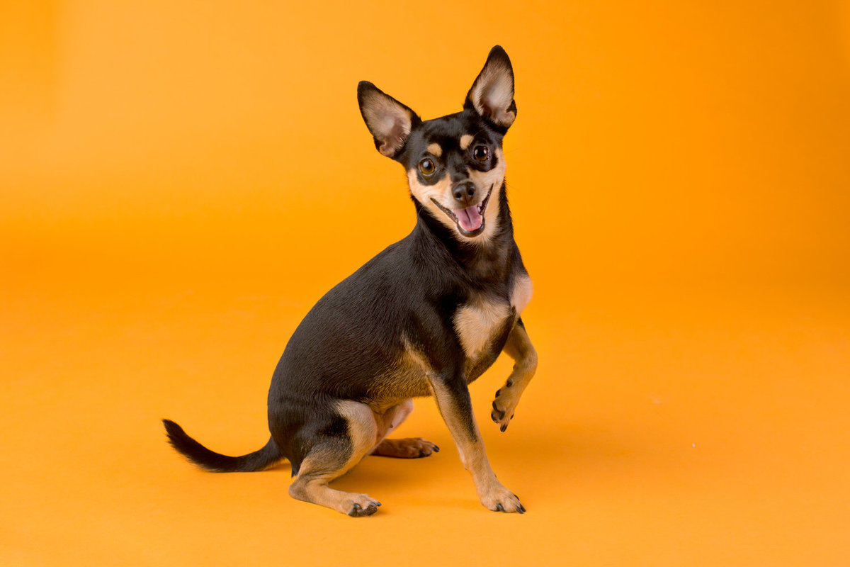 pet-photos-myrtle-beach-1500_090