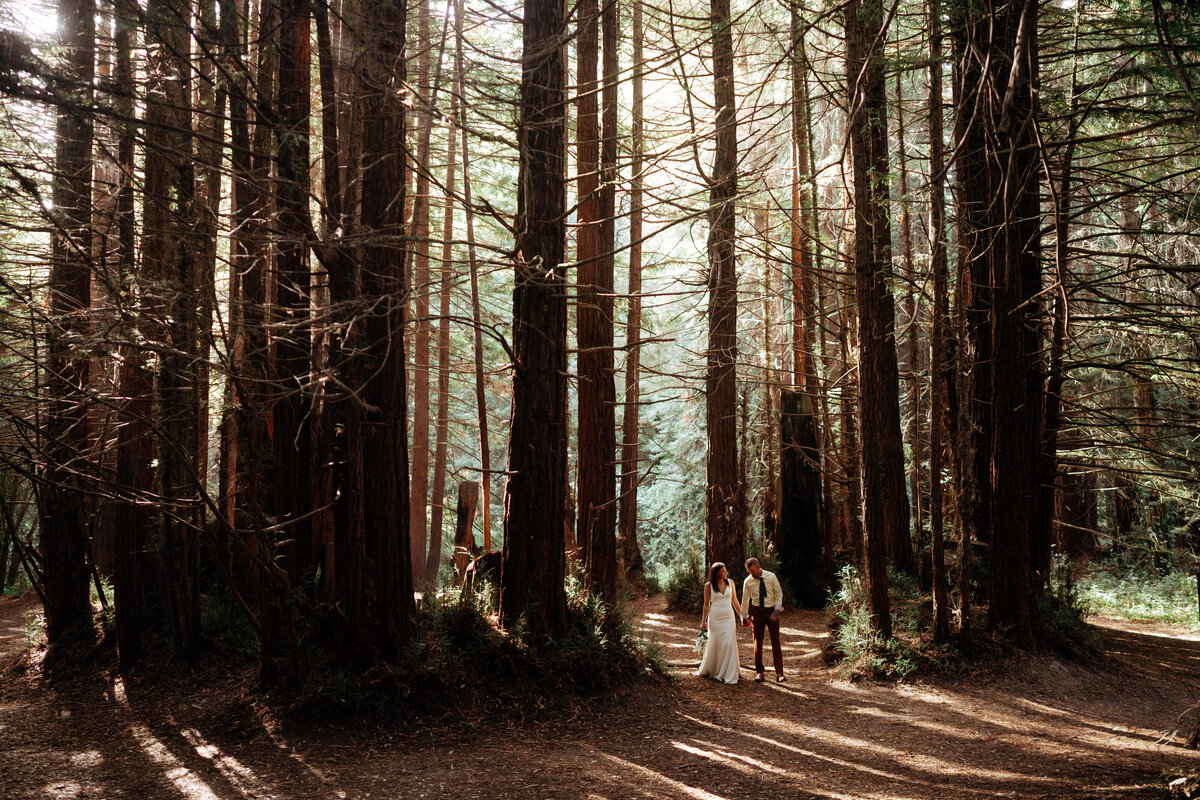 redwoods.santacruzDSC01187