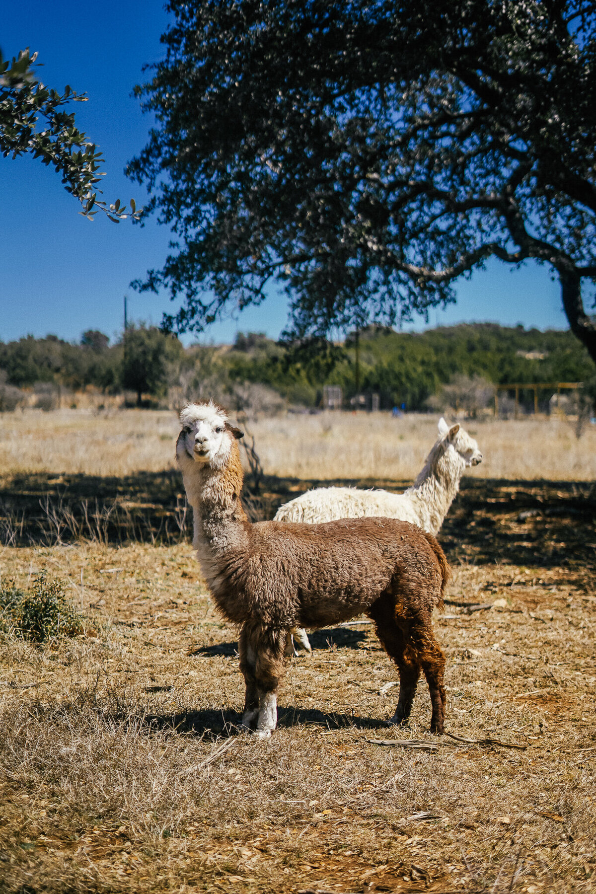 Alpacas standing outside by a tree