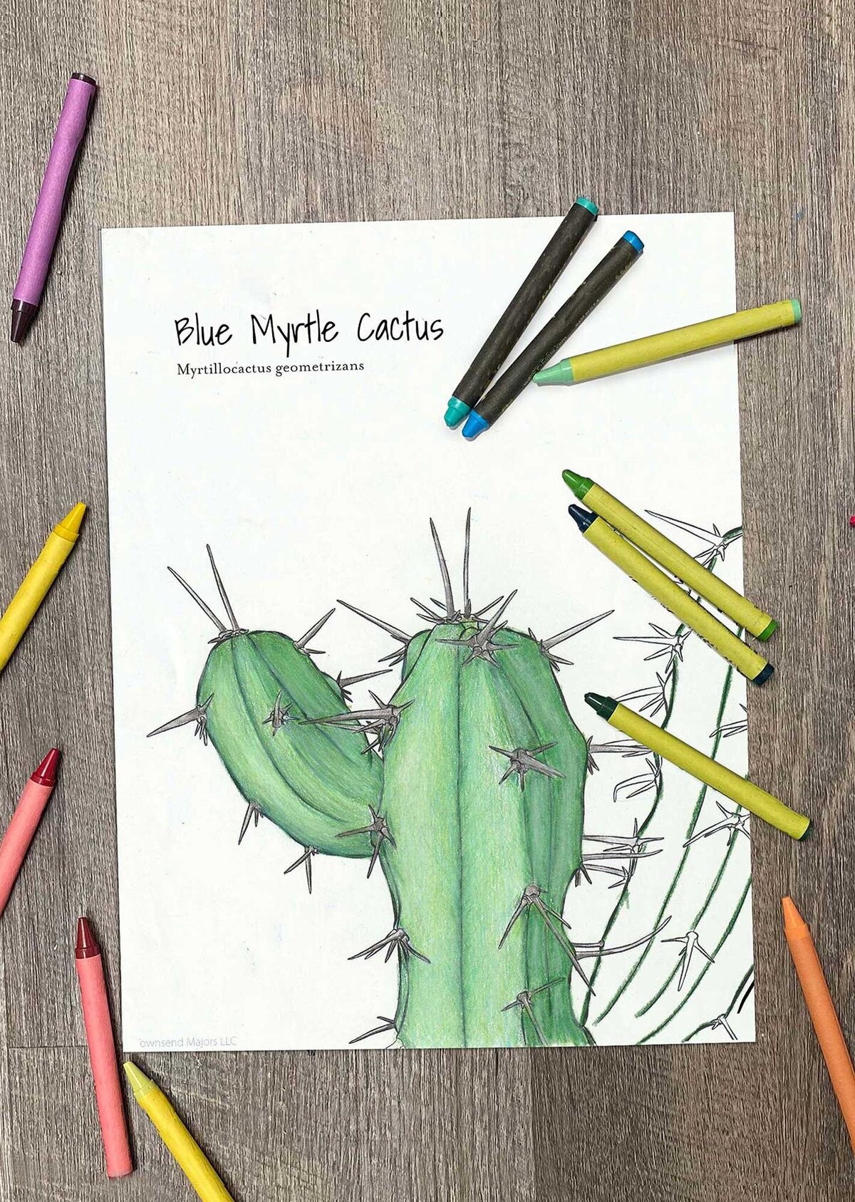 townsend-majors-blue-myrtle-cactus-coloring-page