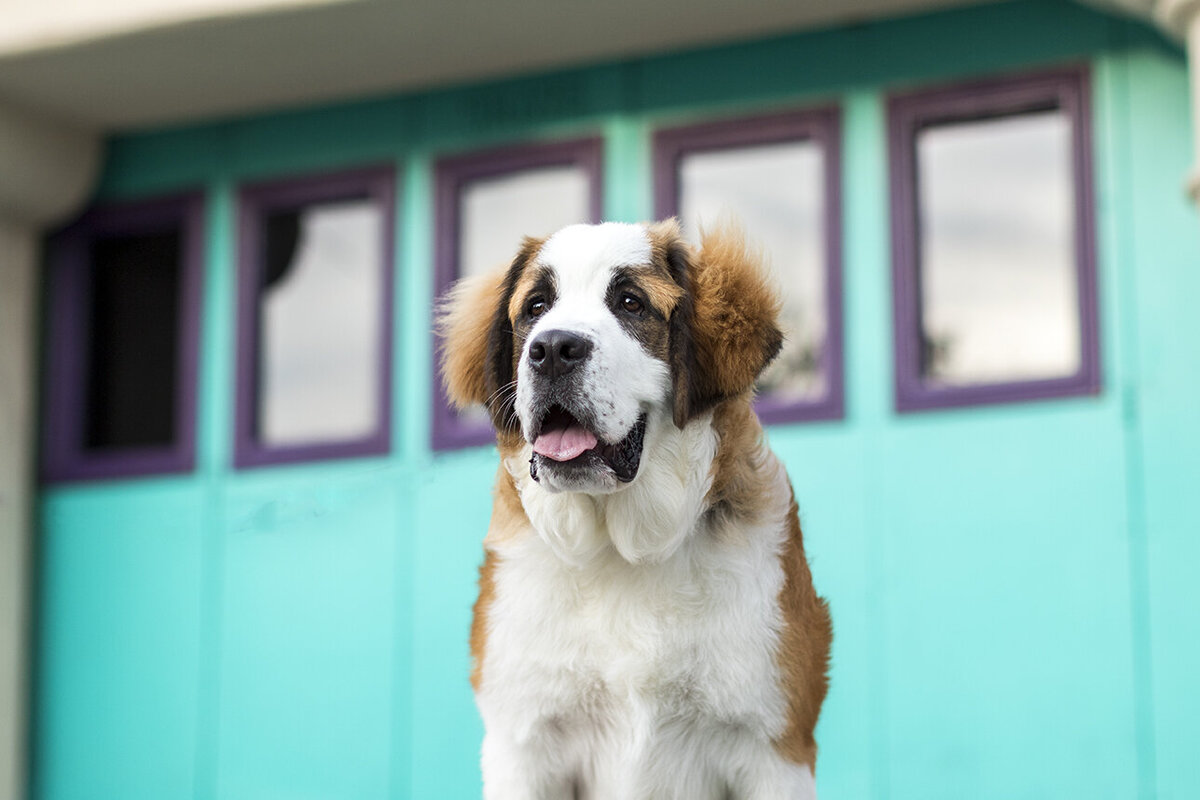 puppy-plan-example-st-bernard