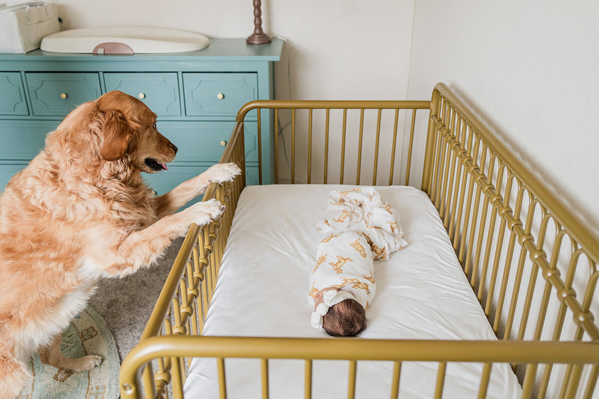 lifestyle-newborn-photography-colorado-springs-dog-pet