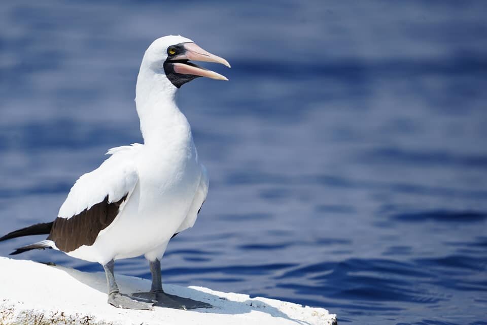 bird
