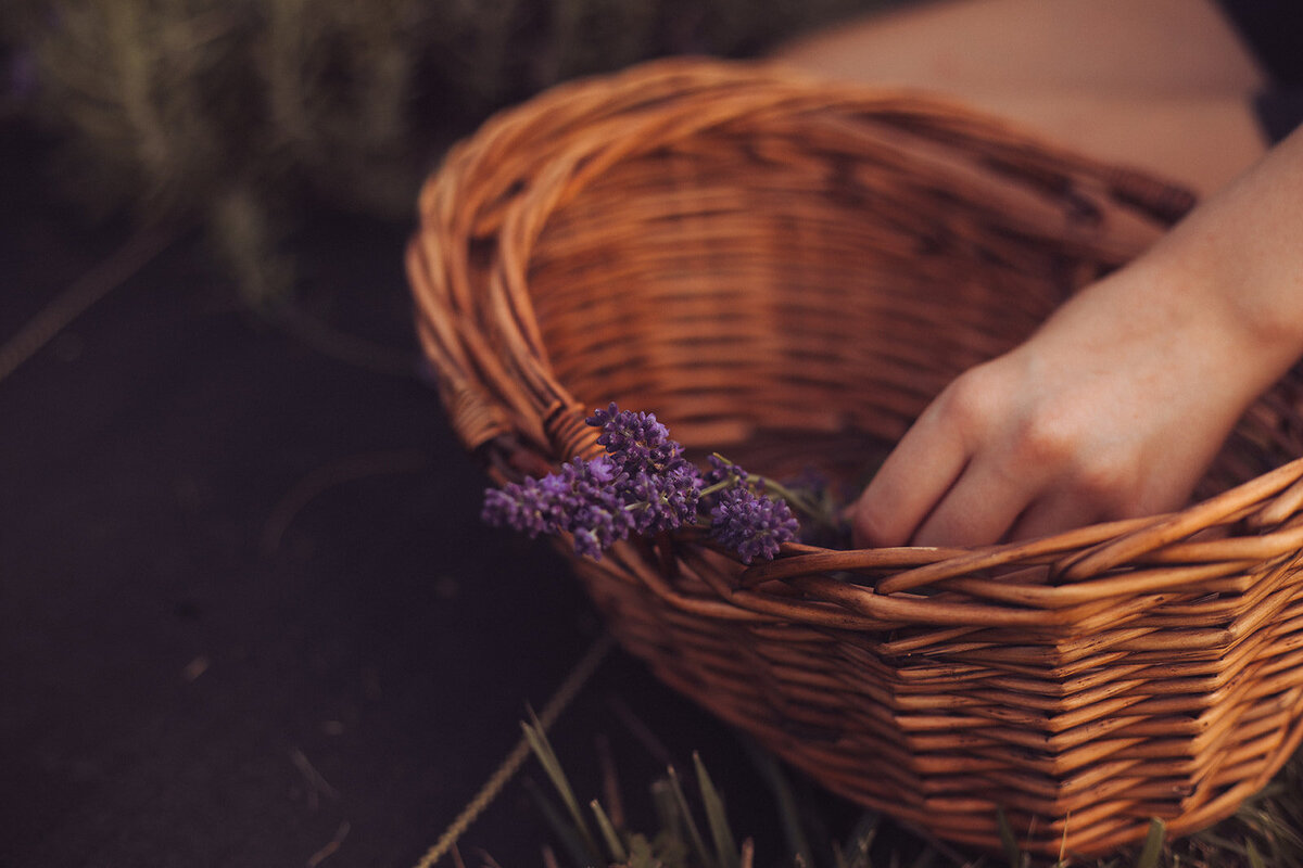 Iowa Lavender_F20A4879