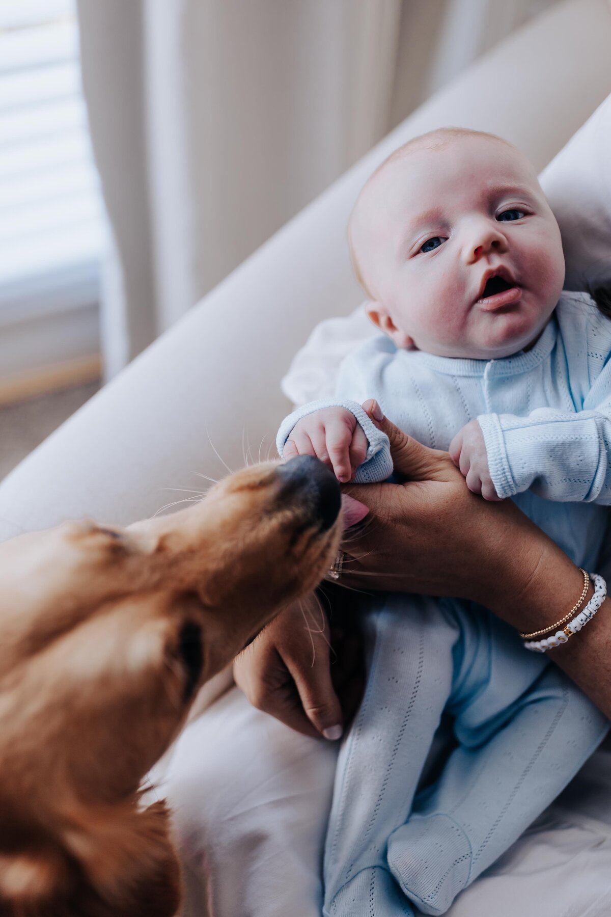 Nashville newborn photographer captures baby touching dog's nose