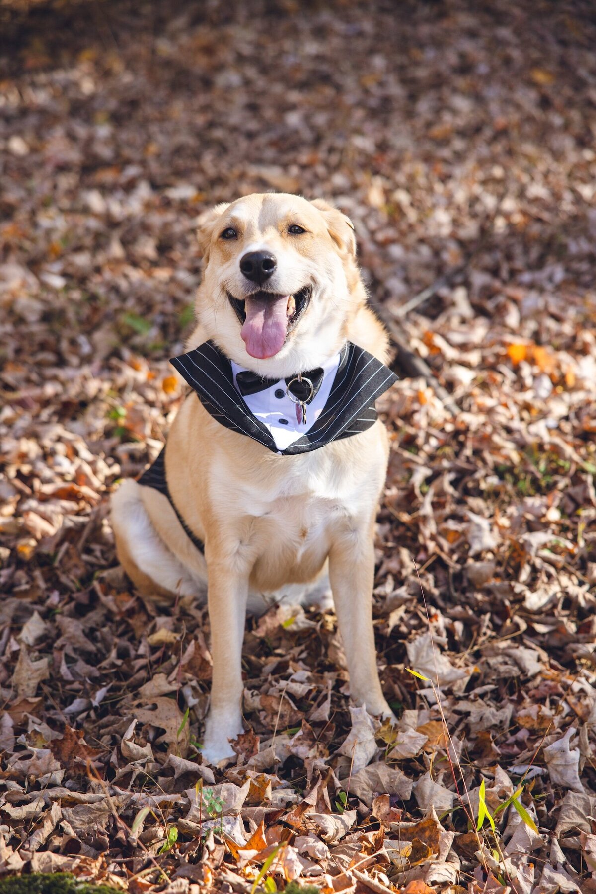 Dog in tuxedo walking down aisle as ring bearer