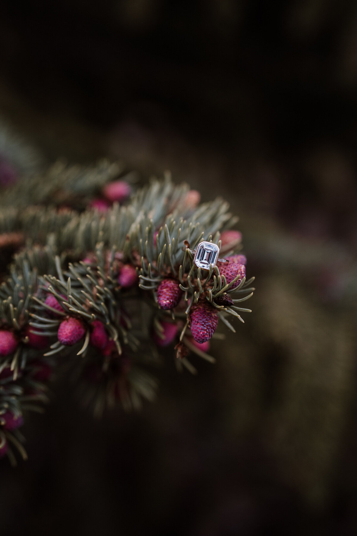 Emerald-cut engagement ring resting on pine branch in Colorado mountain forest.