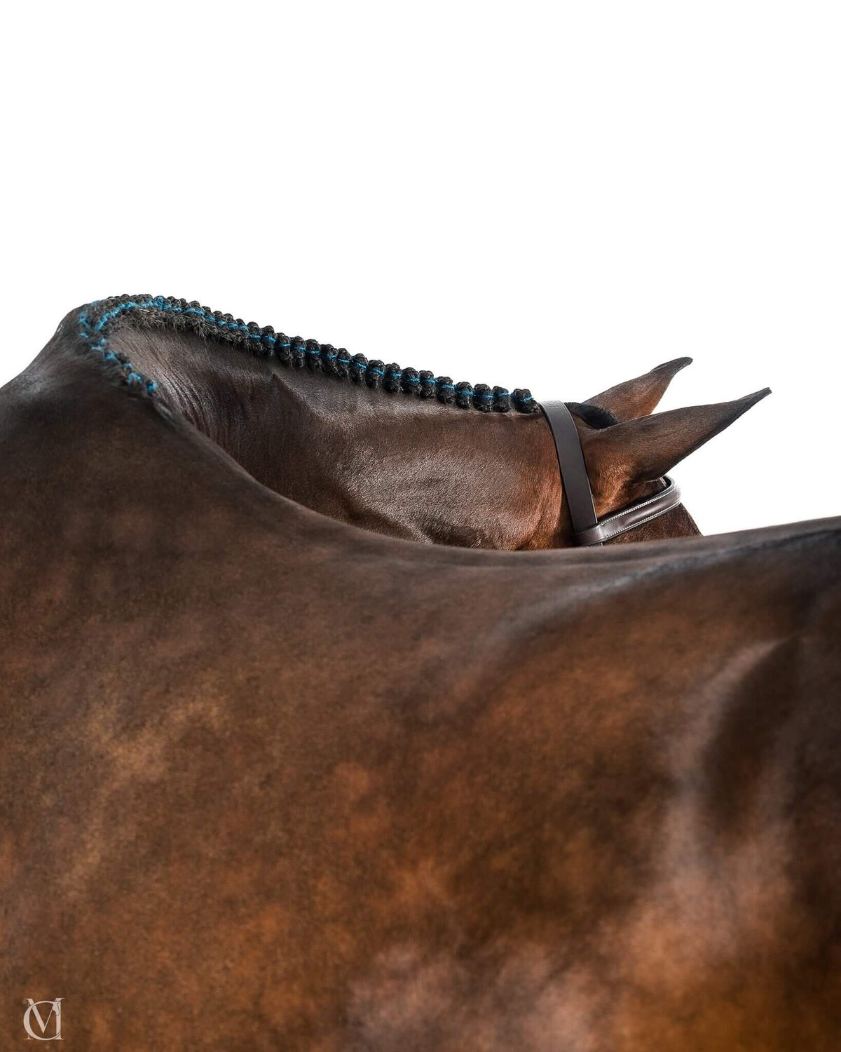 equine-white-background-pictures2024-10-04 at 10.06.57 PM 10