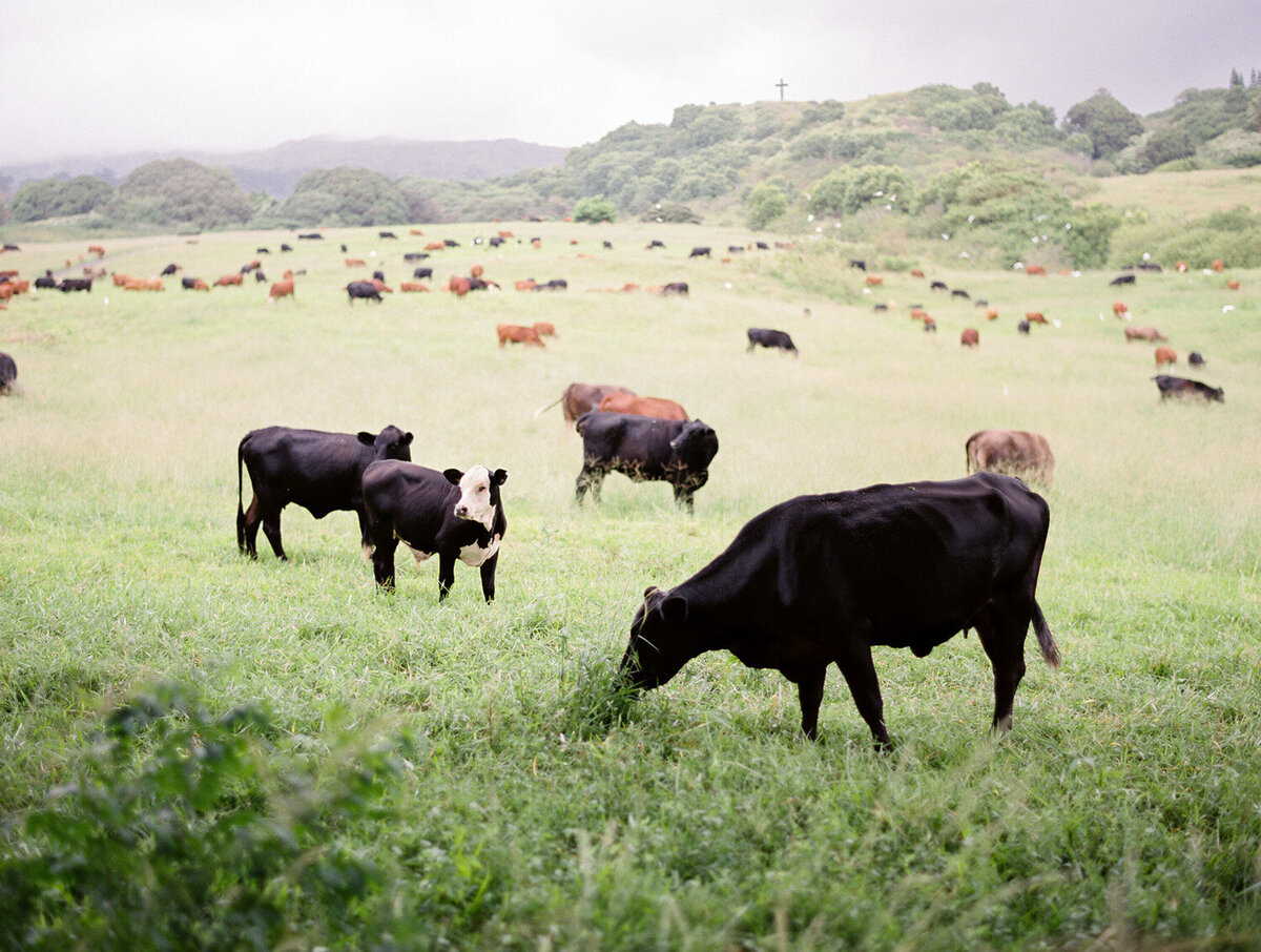 Travaasa-Hana-Hawaii-Wedding-CorinneGraves-1059