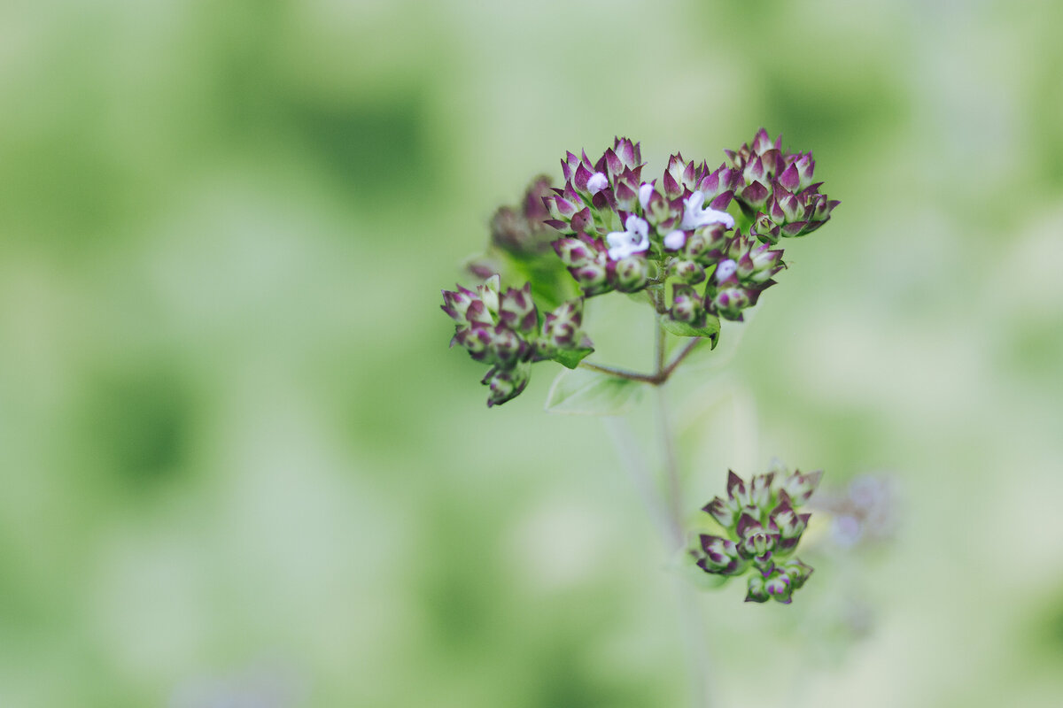 cluster_purple_0683
