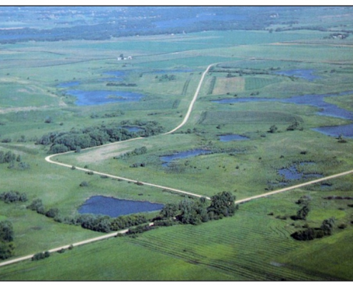 DM-Lobe-6-Spring Run State Wildlife-495x400