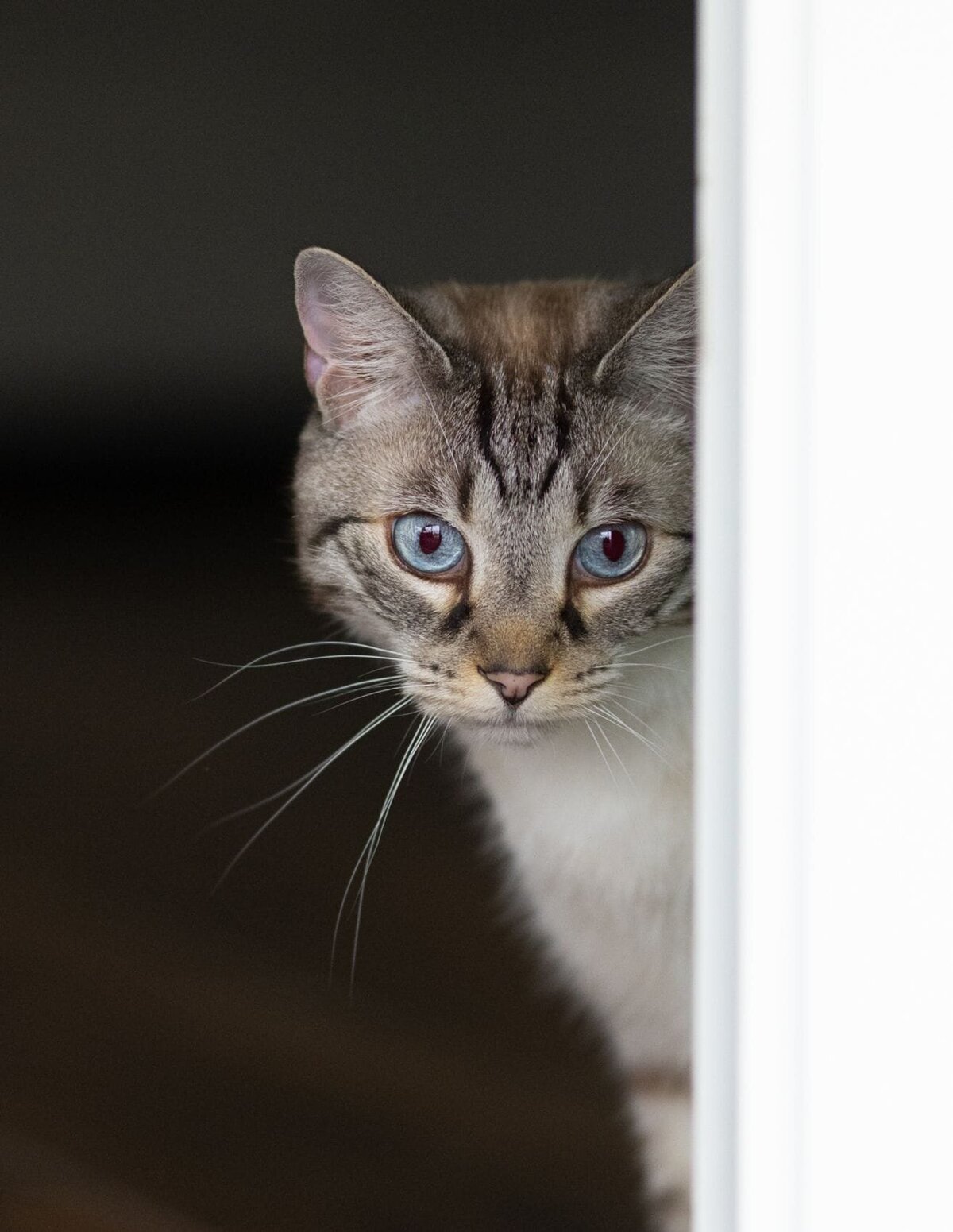 lilla-bordas-portraits-tampa-CAT-photographer1275