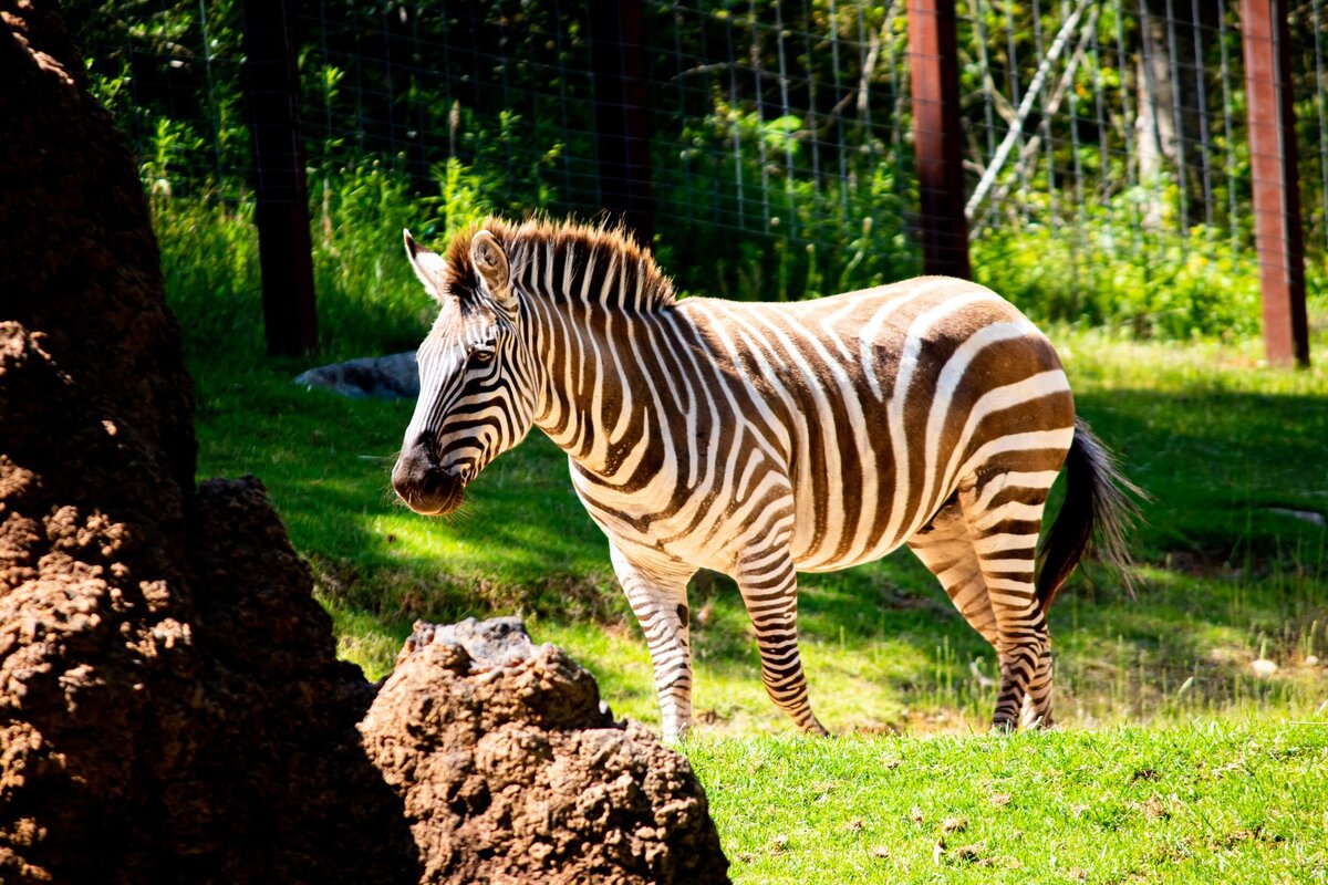 North_Carolina_Zoo_327-2763a1b0-2500