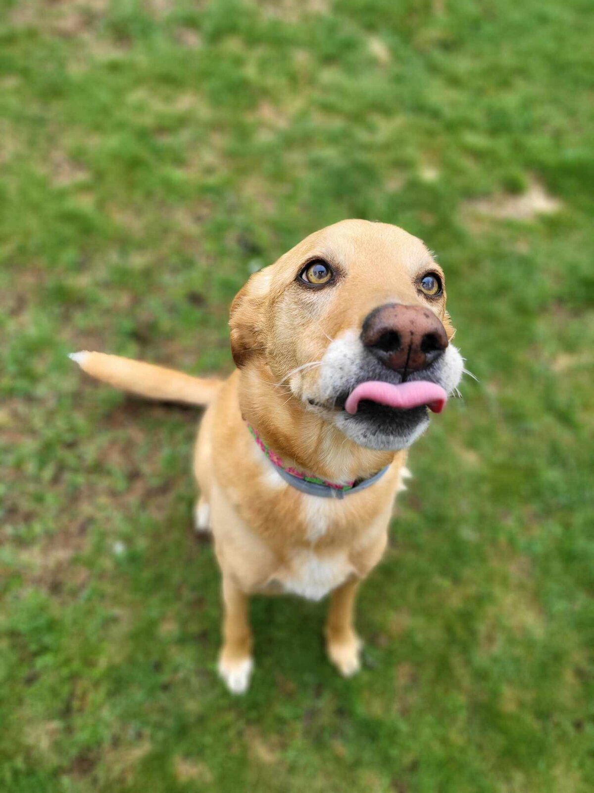 Lily
