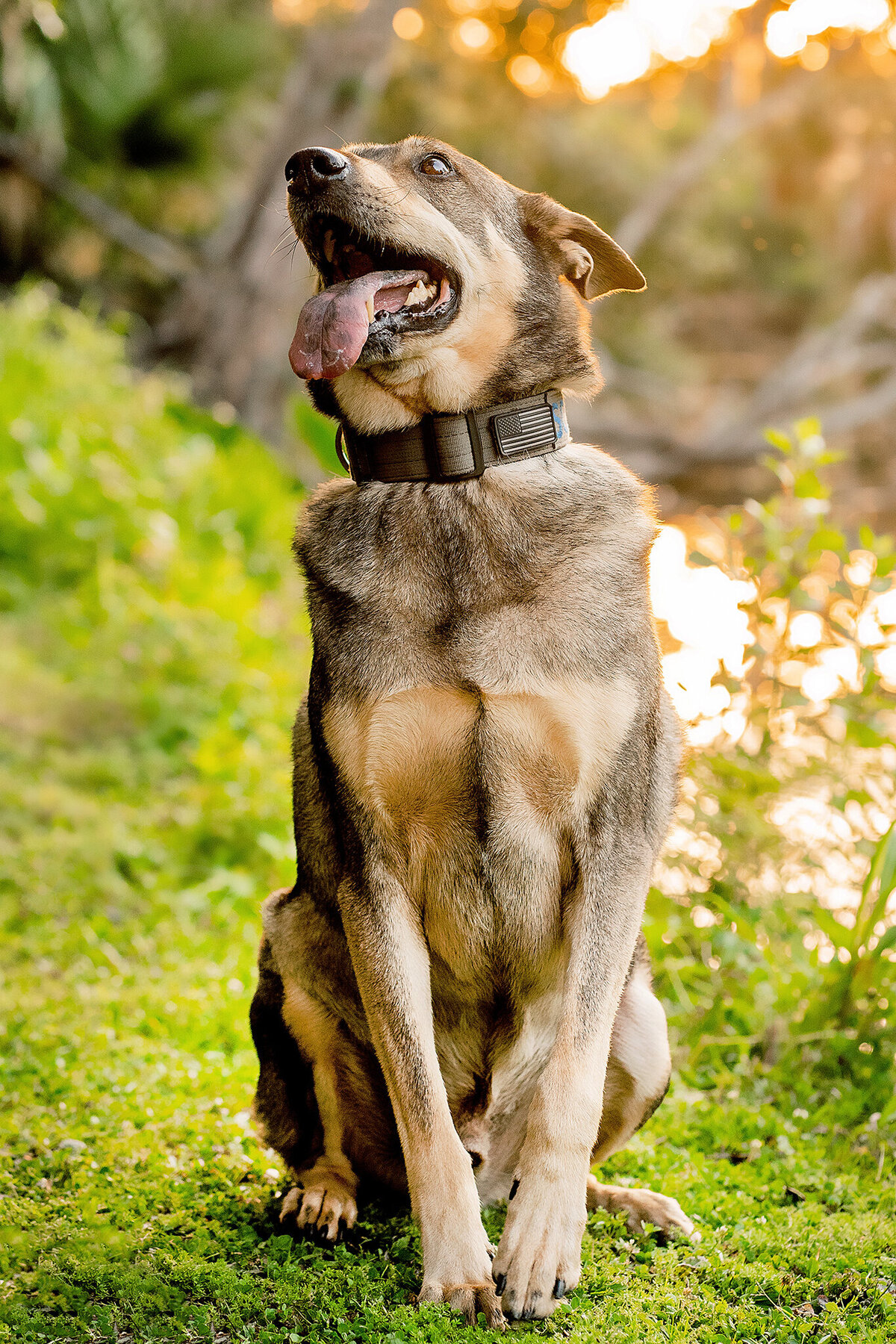 New Orleans Pet Photographer 28