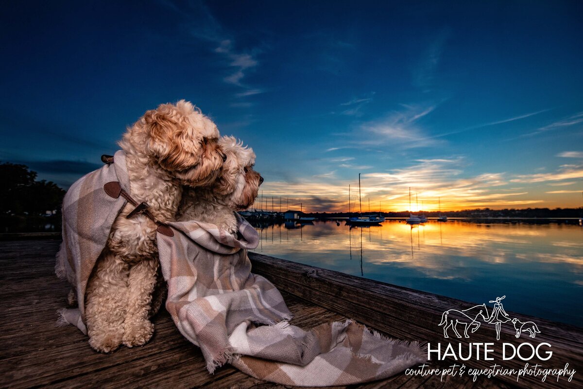 Two Doodle dogs wearing a blanket, sitting together and looking out at the tranquil waters of White Rock Lake at sunset.