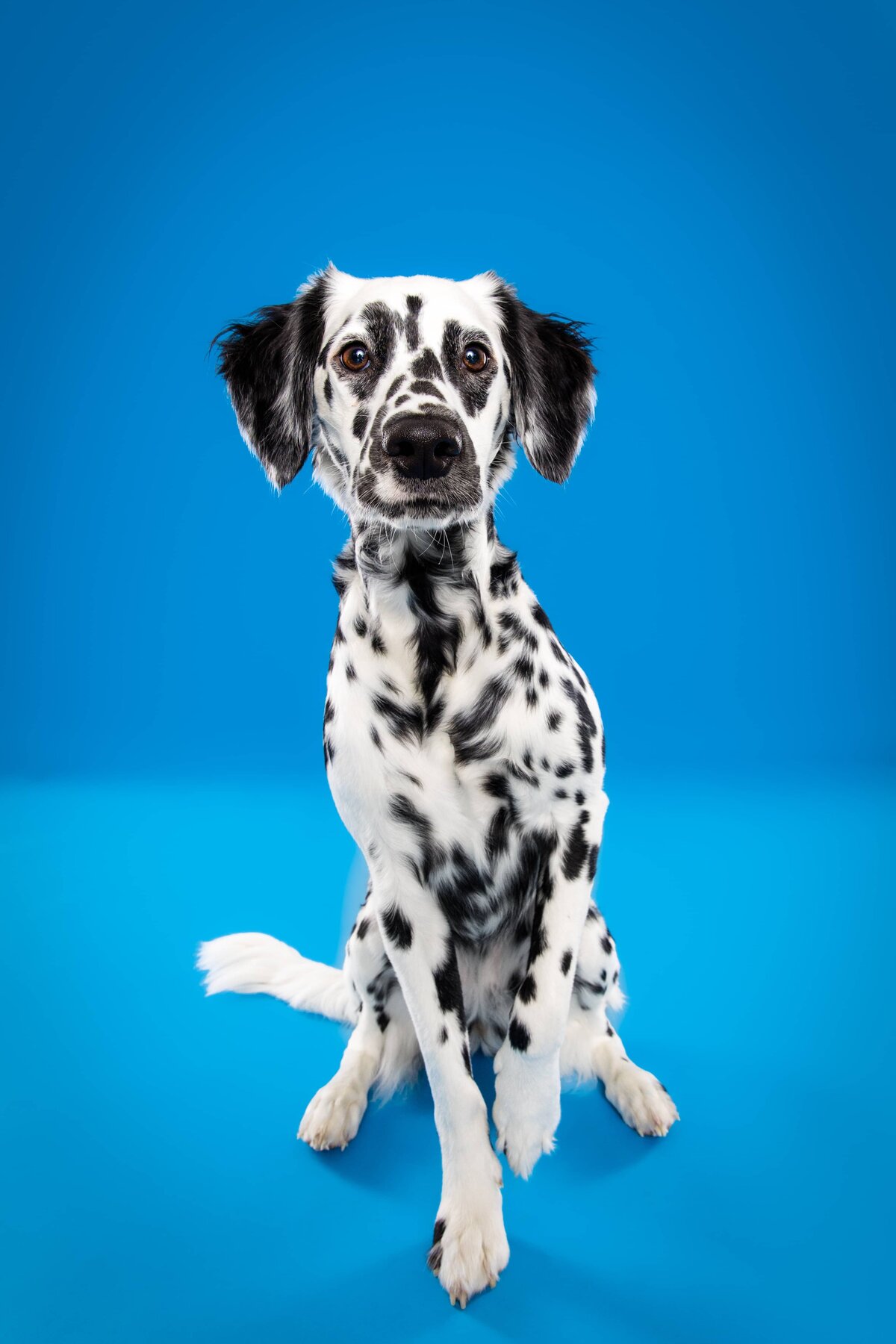 The Beloved Pup Photo Studios Portfolio Images - Alabama Dog Photographer 2