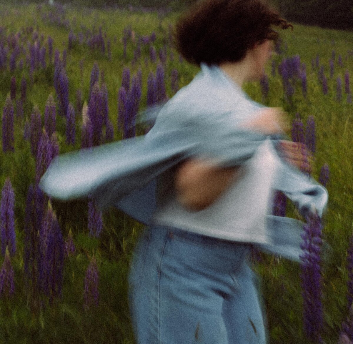 Viewing Lupines in Maine