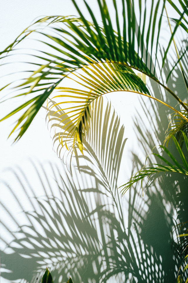 palm tree fronds