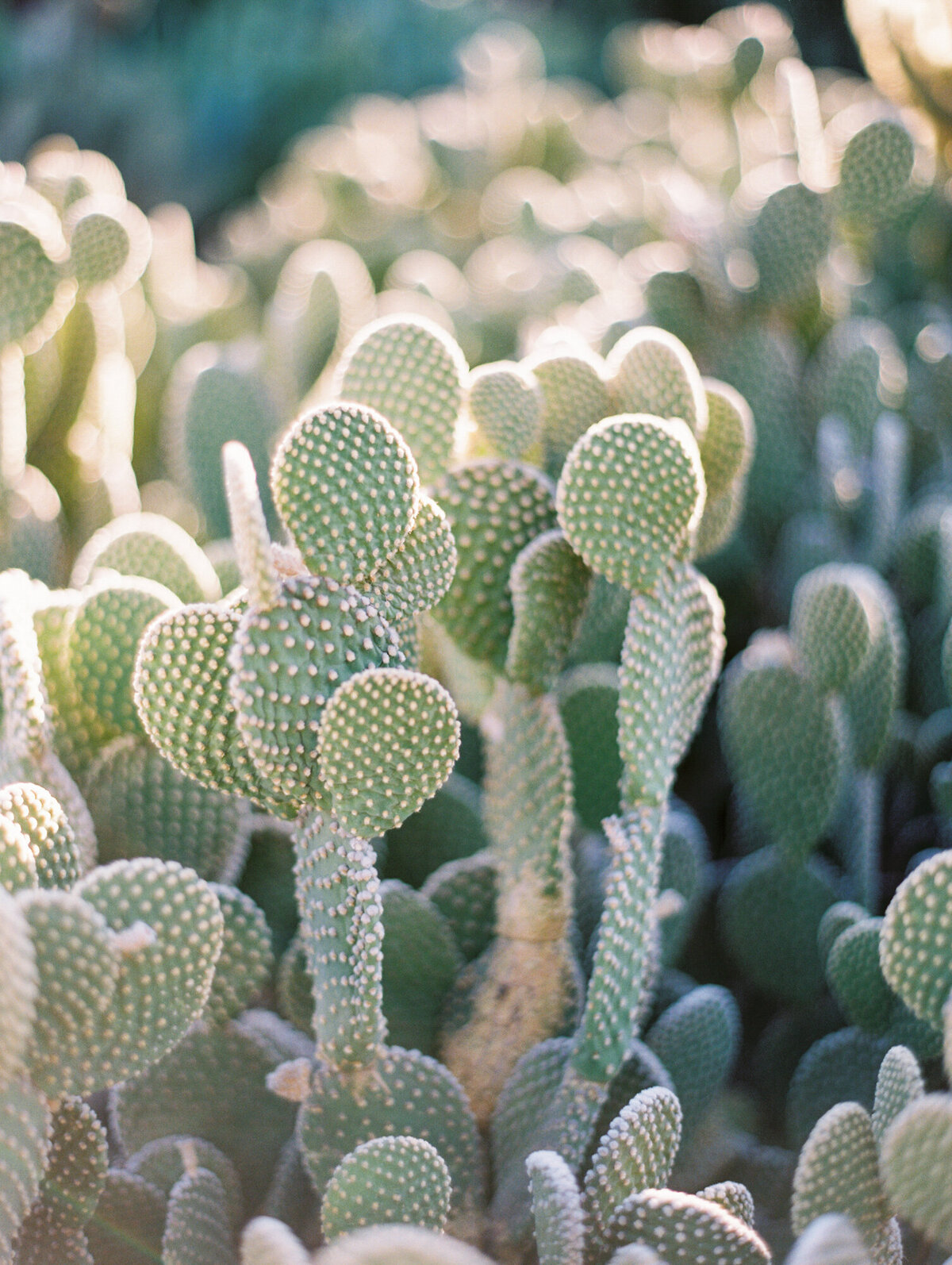 Desert-Botanical-Garden-Engagement_Rachel-Solomon-Photography-003