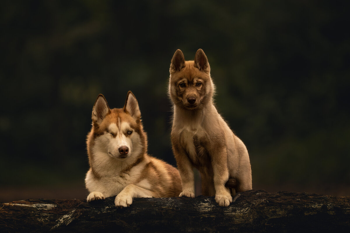 Deij Fotografie|Honden-Vughtse Heide|   Nala & Foxy 1461