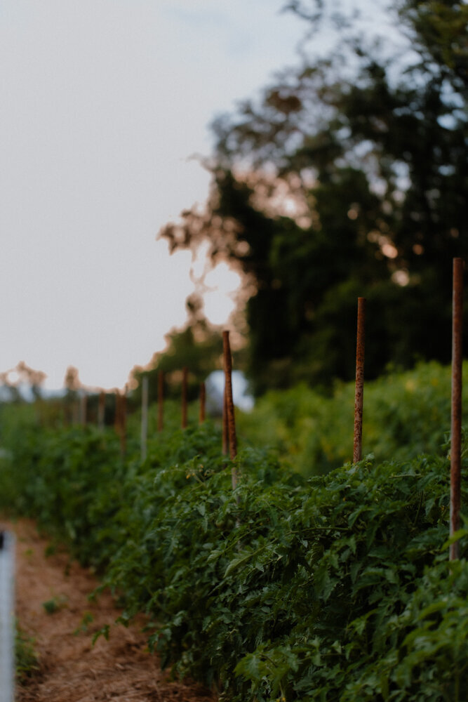 PineandFable_AlmaRootsFarm-8304