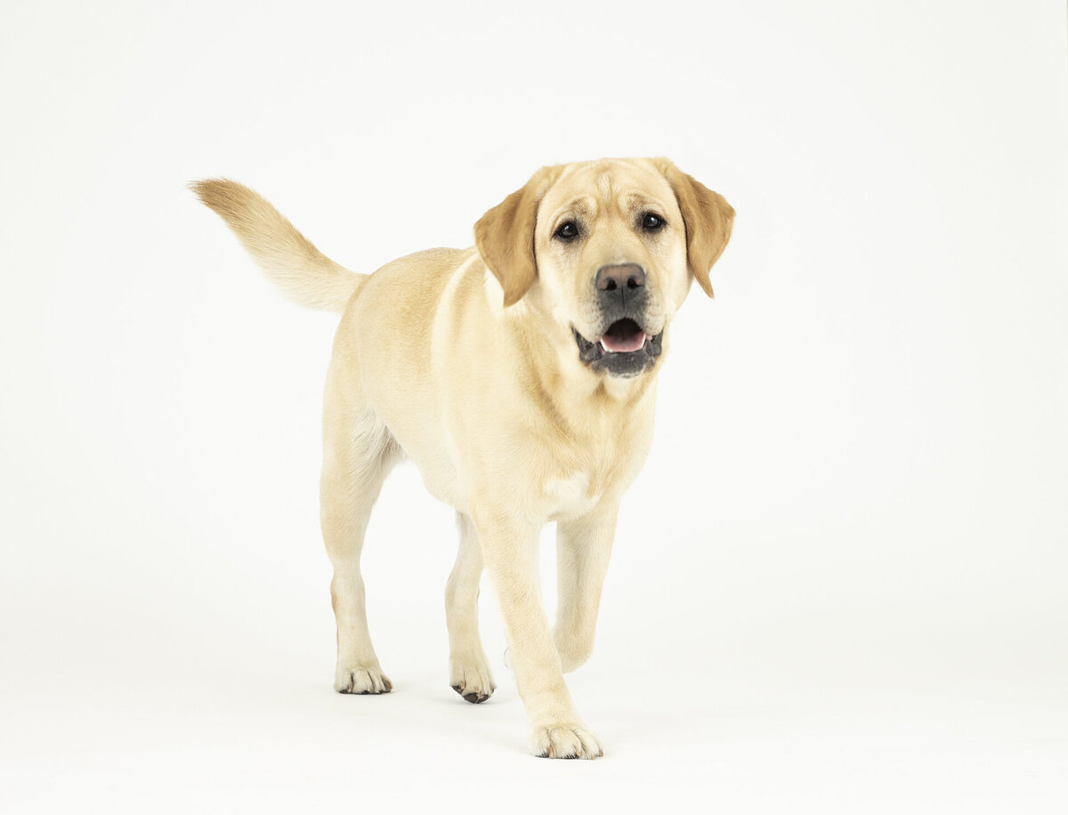 pet product photography 8 copy