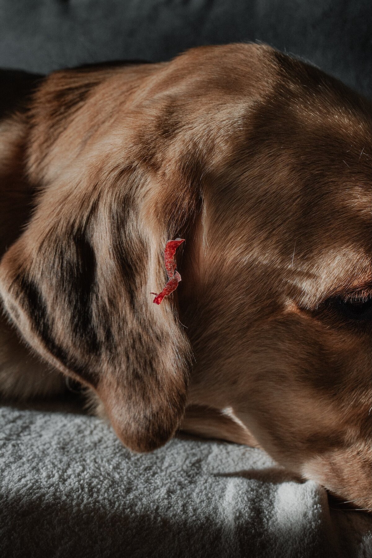 Photograph of an apple peel stuck on a dog's ear, part of The Quiet Gift series by Marie Kenny.
