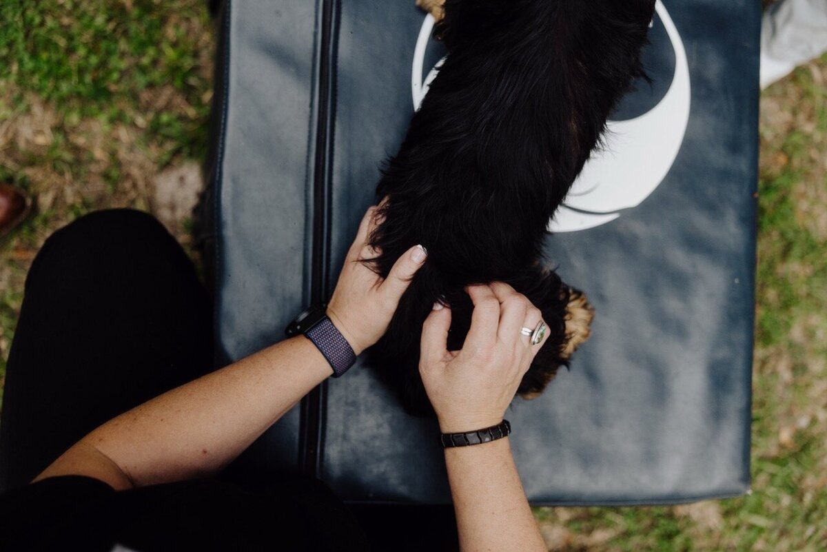 Mobile integrative veterinary care South Carolina_Burkett Veterinary Services 69 Large