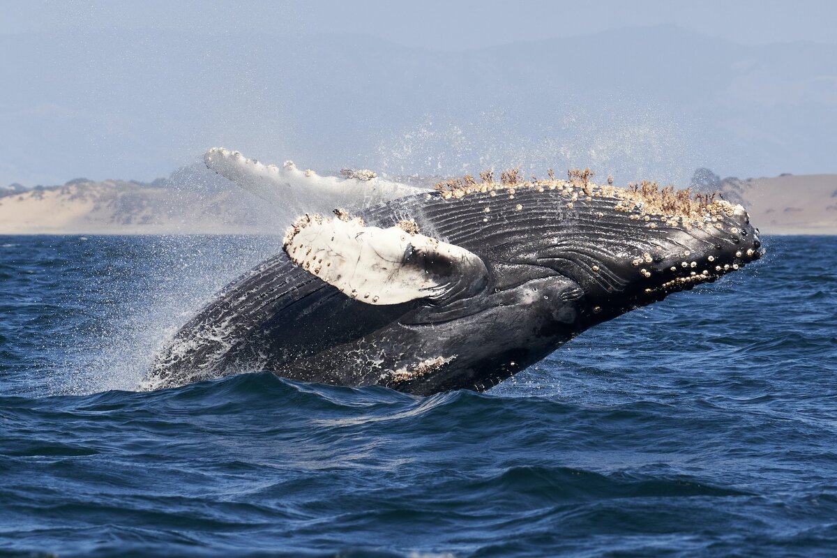 humpback whale