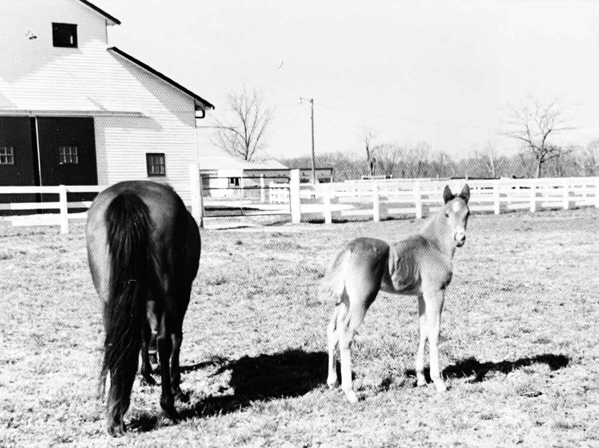 21. Colt at the Show Barn