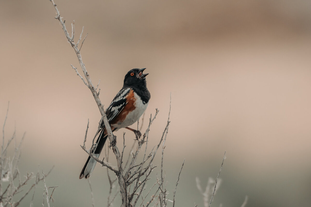 EDP Wildlife-230702-024