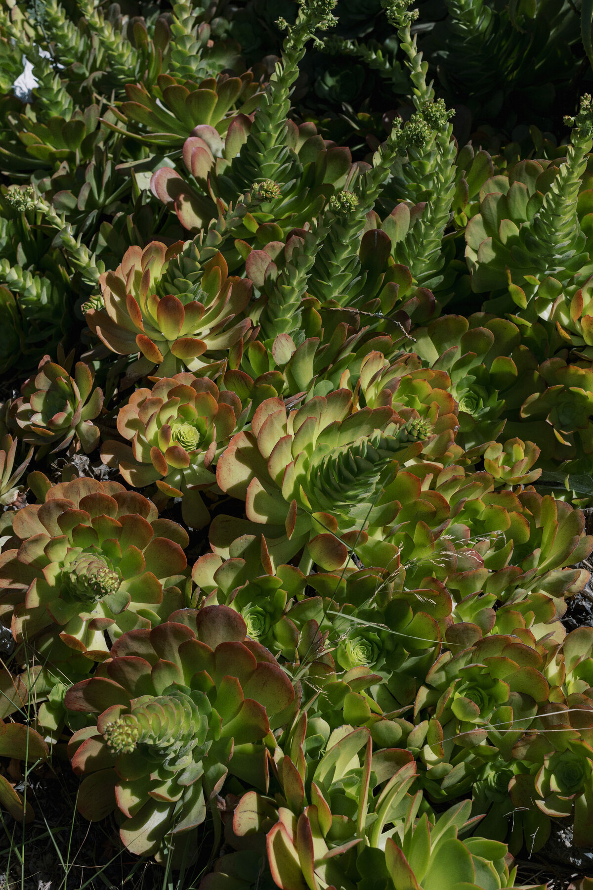 dos-pueblos-orchid-farm-digitals-wedding-olive-and-oath-78