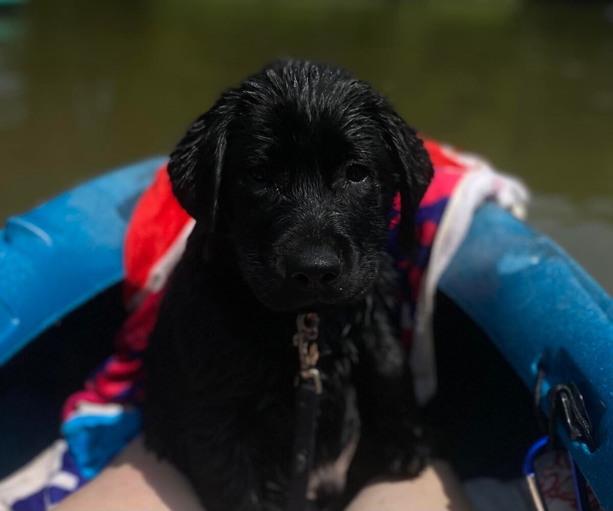 badriverlabradors_image-puppykayaking