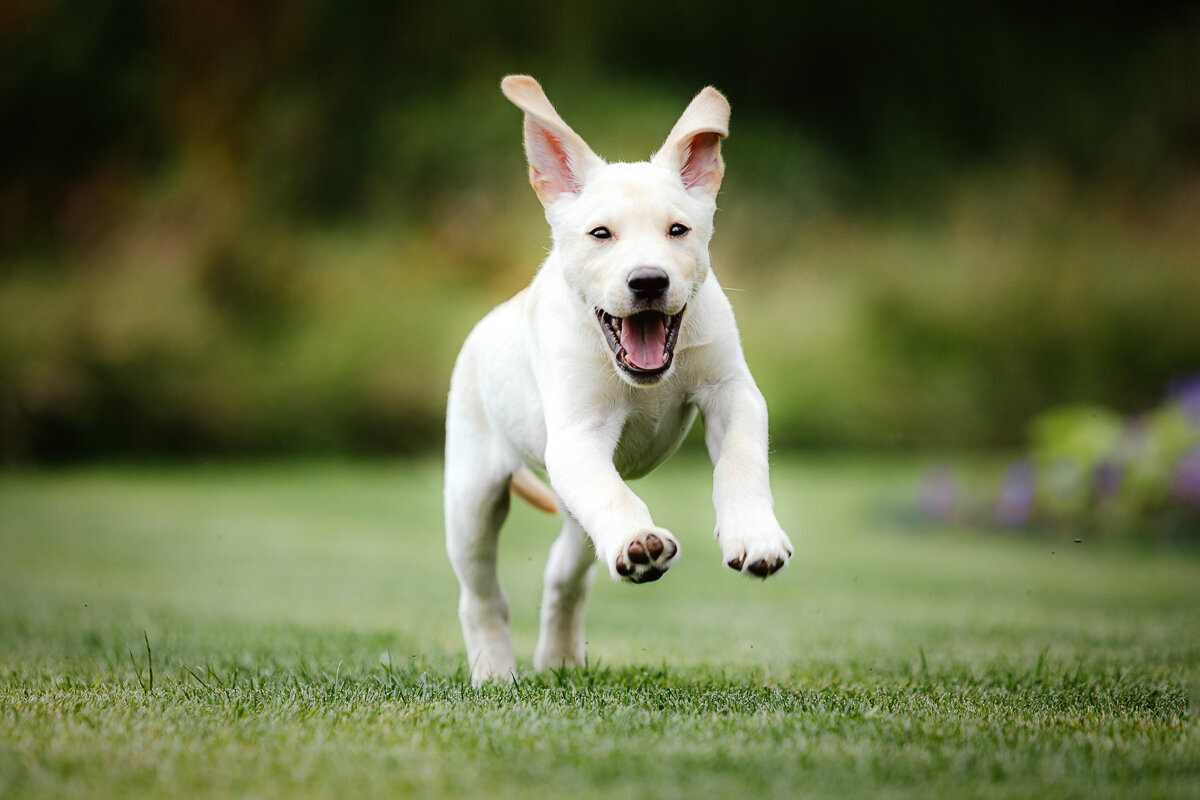 Paarden en honden fotografie Meppel-62