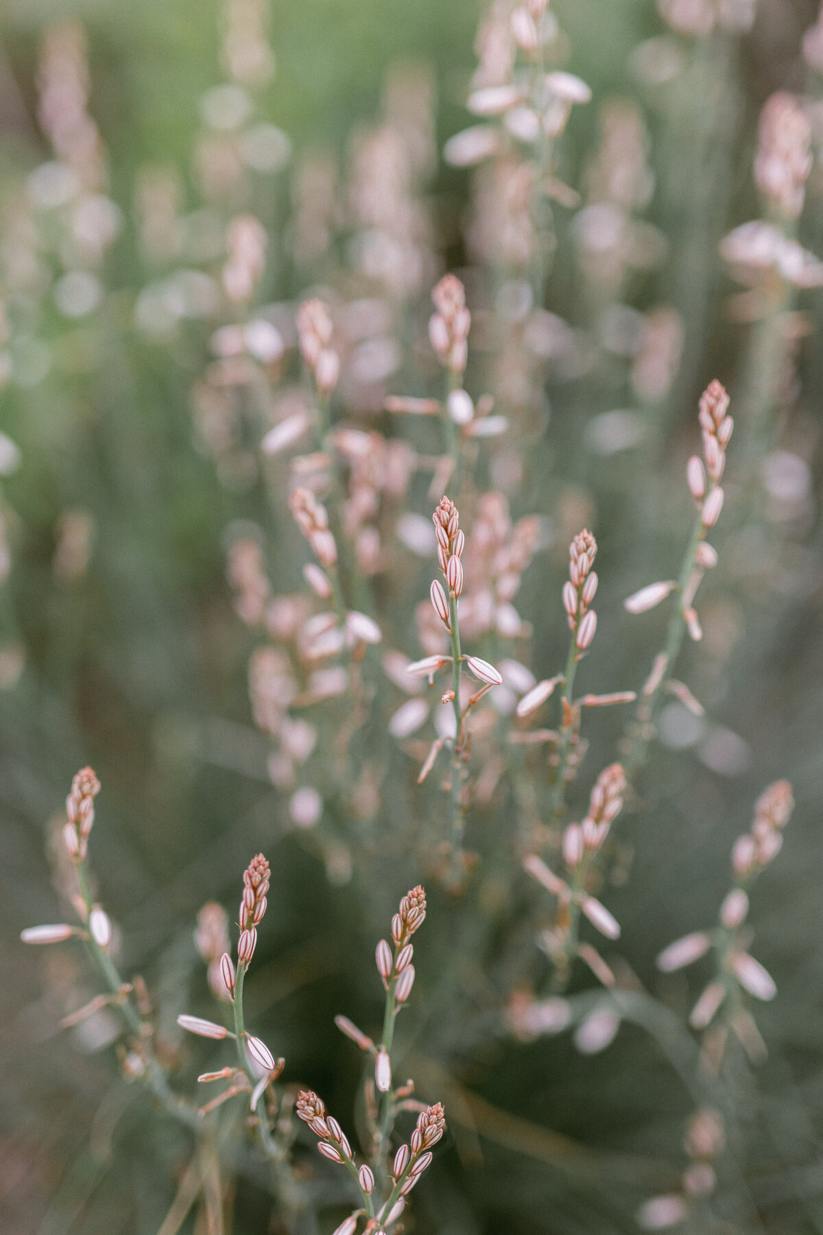 Emily Loeppke Photography_Haley & Tanner engaged 03.09.24-161