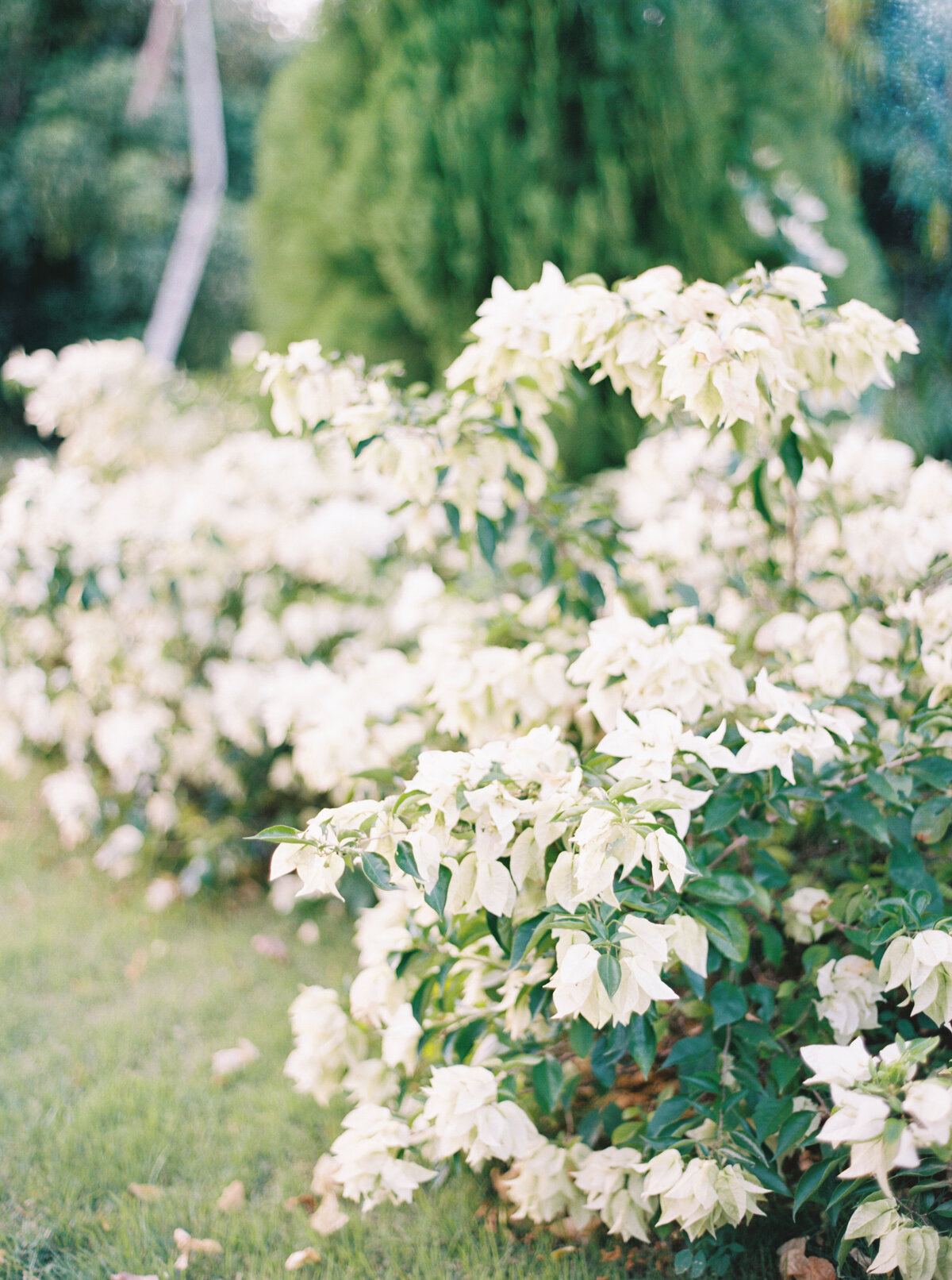 2024-katherine-panteleey-wedding-2