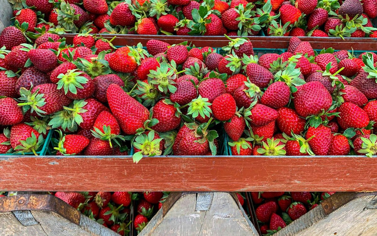 Poteet Strawberry Festival Header Graphic