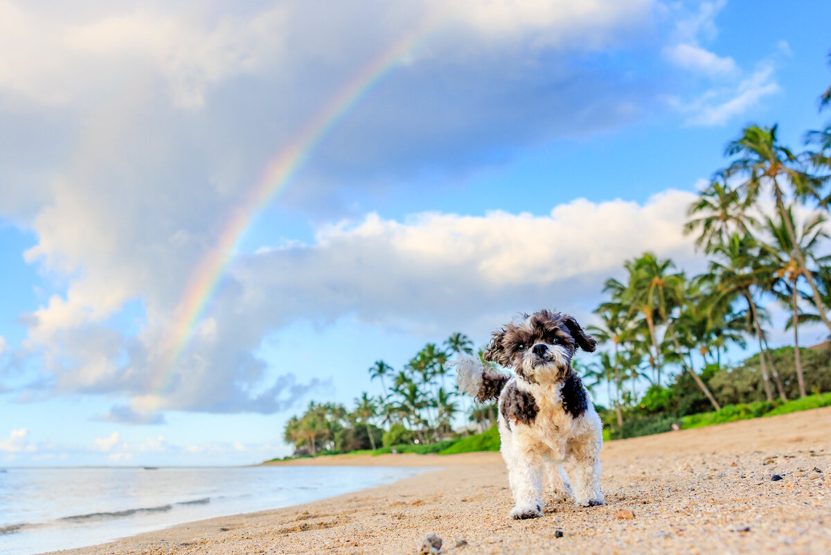 Hawaii Senior Dog Photography-38